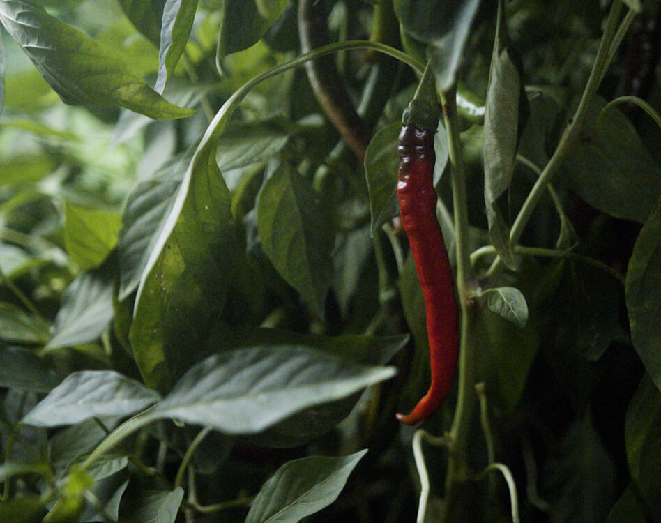 » Chili