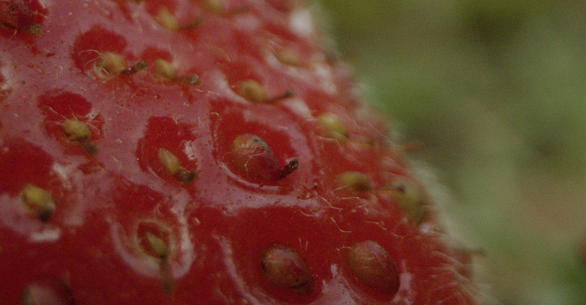 Strawberries Seed To Harvest